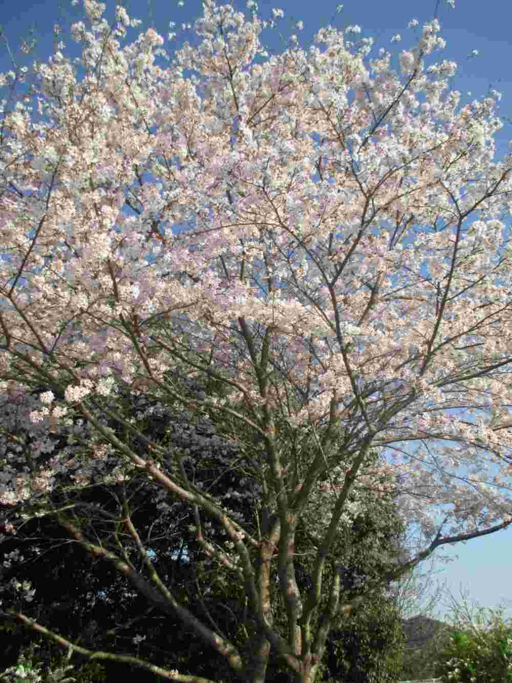 なごみ荘ケアマネジメントサービス のイメージ画像