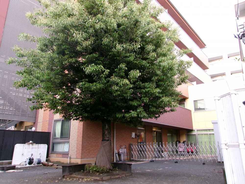 住宅街の静かな環境で、ゆったり過ごせる園