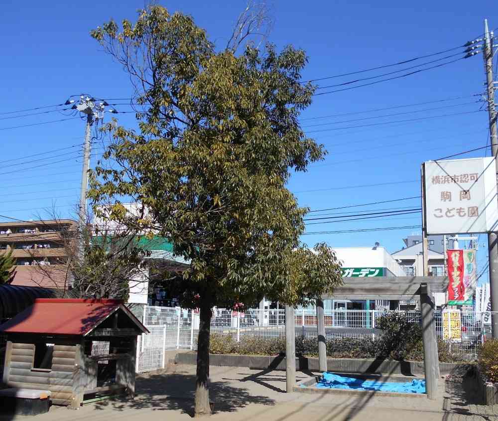 園庭に大きなどんぐりの木があり、毎年たくさんのどんぐりが実ります。こどもたちのおままごとや製作に大活躍です。