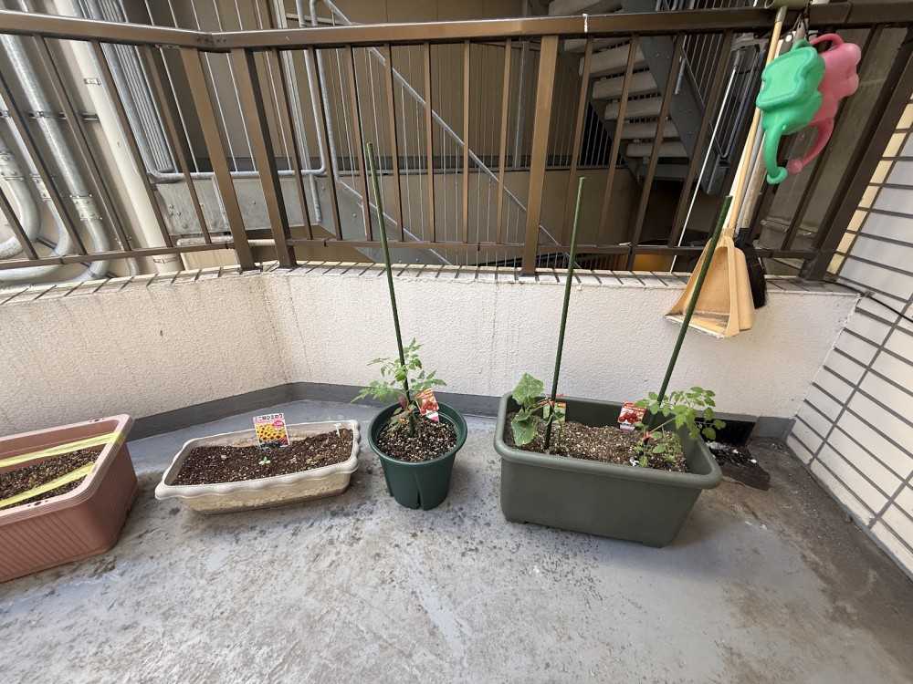 お野菜とひまわりを育てています。