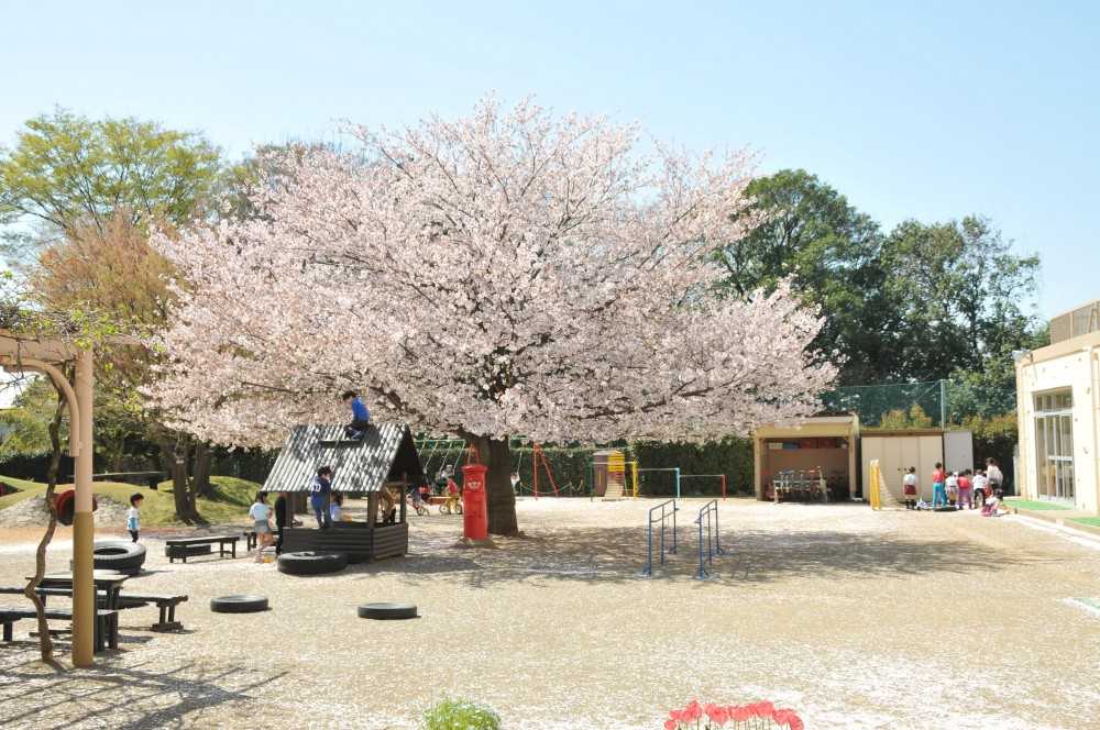 【桂愛幼稚園】園庭桜 (1)