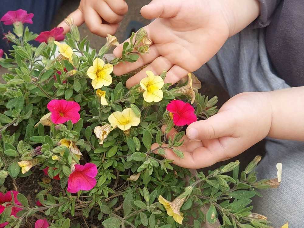 まなびの森 保育園ヴィラ・アミクレイシュ　こども達は外遊びが大好きで植物に触れたり虫探しに夢中になっています
