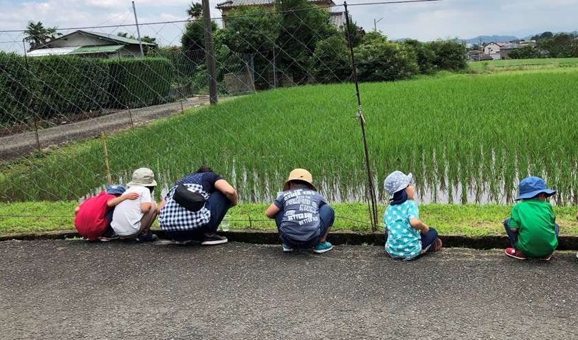田んぼ